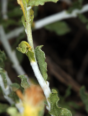 Ericameria discoidea