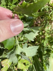 Phytomyza syngenesiae