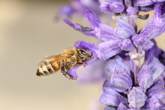 Apis mellifera