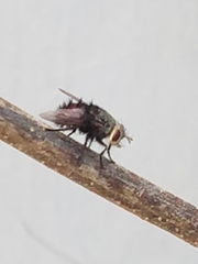 Juriniopsis