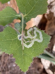 Phytomyza syngenesiae