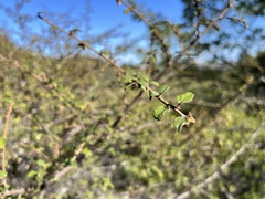Fremontodendron californicum napense