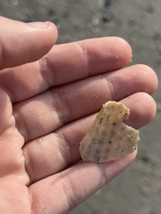 Cyrtopleura costata