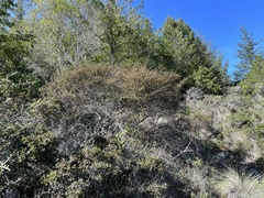 Fremontodendron californicum napense