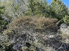 Fremontodendron californicum napense