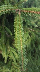 Picea abies