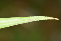 Carex erinacea