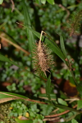 Carex erinacea