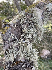 Ramalina farinacea