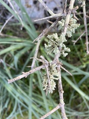 Ramalina fastigiata