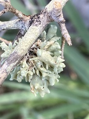 Ramalina fastigiata