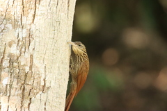 Xiphorhynchus flavigaster