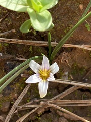 Romulea columnae