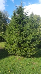 Picea abies