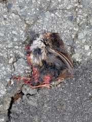 Passerella iliaca