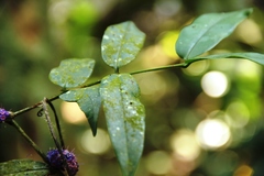 Memecylon umbellatum