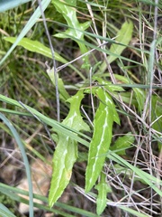 Galactites tomentosus