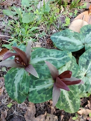 Trillium underwoodii