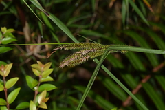 Carex multispicata