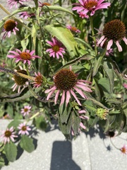 Echinacea purpurea