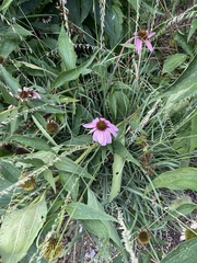 Echinacea purpurea