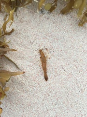 Leander tenuicornis