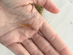 Leander tenuicornis