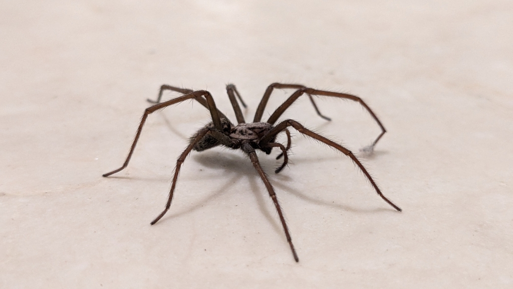 Giant House Spider