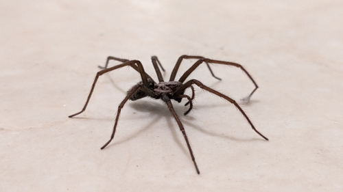 Giant House Spider