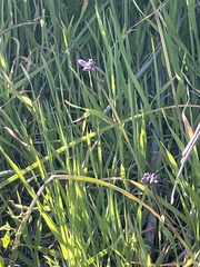 Dipterostemon capitatus