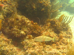 Epinephelus guttatus