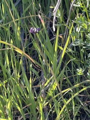 Dipterostemon capitatus