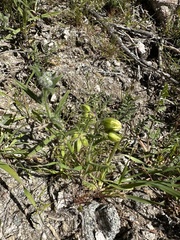 Emmenanthe penduliflora