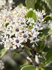 Ceanothus megacarpus