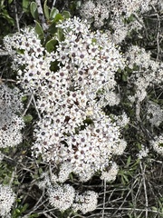 Ceanothus megacarpus
