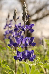 Lupinus pilosus