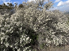 Ceanothus megacarpus