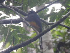Trogon chionurus