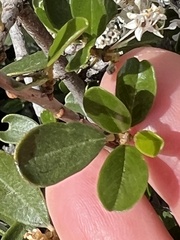 Ceanothus megacarpus