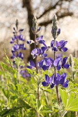 Lupinus pilosus