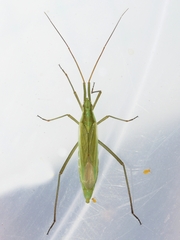 Megaloceroea recticornis