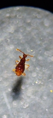 Scydmaeninae