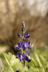 Lupinus pilosus