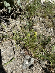 Emmenanthe penduliflora