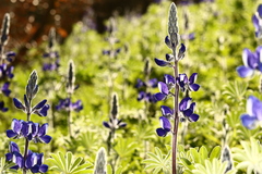 Lupinus pilosus