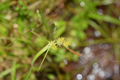 Carex sagei