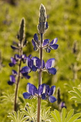 Lupinus pilosus