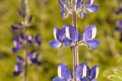 Lupinus pilosus