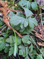 Tiarella trifoliata