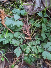 Tiarella trifoliata